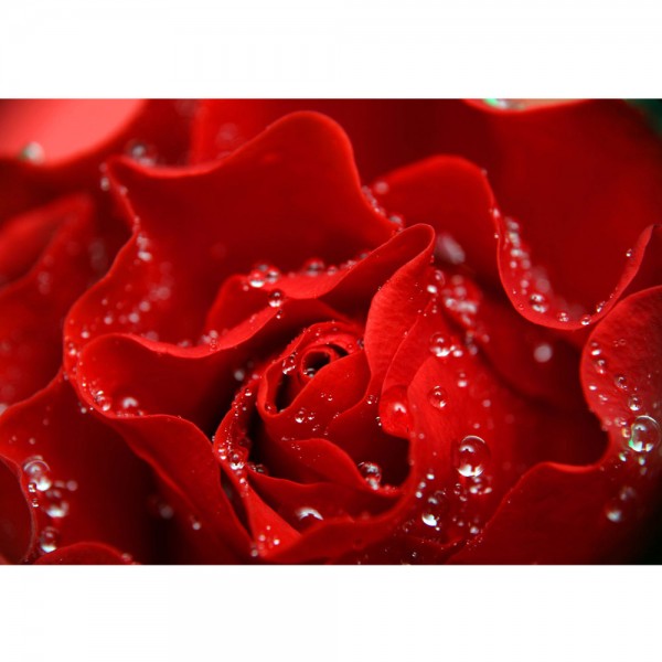 Fototapete A perfect Rose Blumen Tapete Blumen Rose Blüten Natur Liebe Love Blüte rot | no. 24