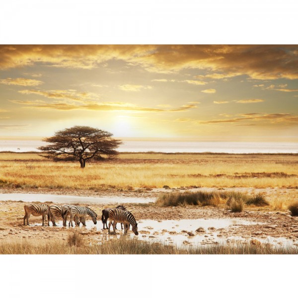 Fototapete Tiere Tapete Wüste Tiere Zebras Sonnenaufgang Natur beige | no. 236