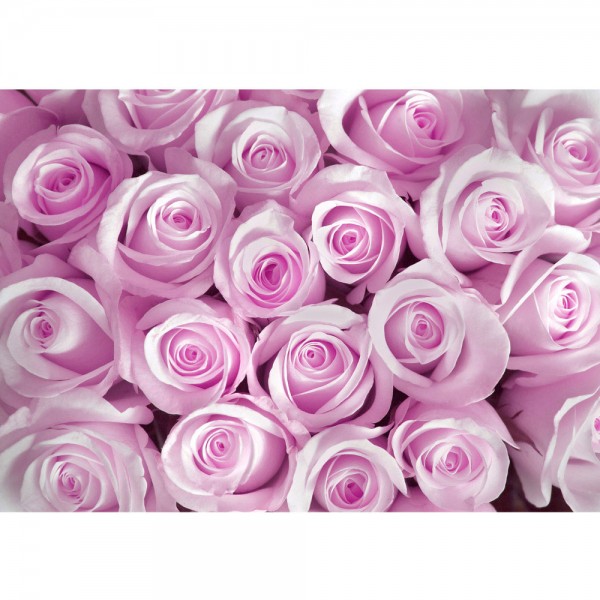 Fototapete Blumen Tapete Blumen Rose Blüten Natur Liebe Love Blüte Pink pink | no. 186