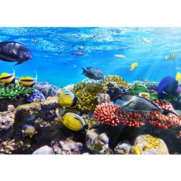Fototapete Underwater Reef Tiere Tapete Aquarium Unterwasser Meereswelt Meer Fische Riff Korallenrif blau | no. 105