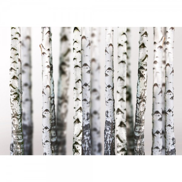 Fototapete Black an White Birch Trunks Wald Tapete Birkenwald 3D Perspektive Birke Stämme Wald grau | no. 44