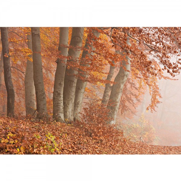 Fototapete Wald Tapete Wald Bäume Natur Baum Herbst Nebel braun | no. 255