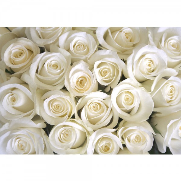Fototapete Blumen Rose Blüten Natur Liebe Love Blüte Weiß liwwing no 184