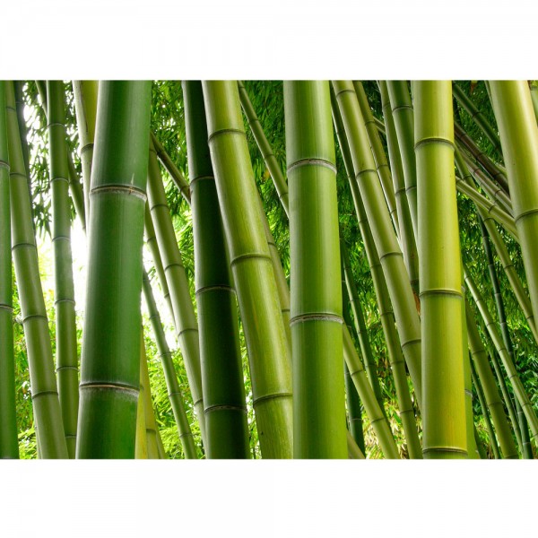 Fototapete Paradies of Bamboo Bambus Tapete Bambus Wald Bambuswald Dschungel Garten Natur tropisch Bäume grün | no. 75