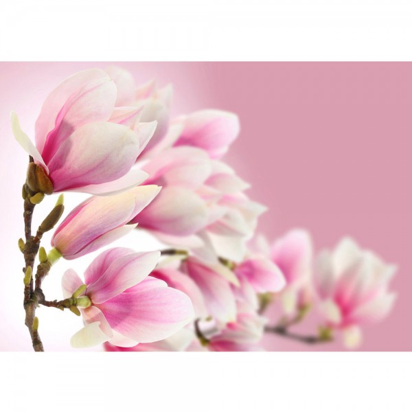 Fototapete Pink Magnolia Blumen Tapete Magnolie Blumenranke Pflanzen Natur Orchidee Blume rosa pink | no. 14