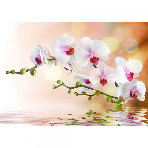 Fototapete Berge Tapete Orchidee Blumen Blumenranke Weiß Pink Natur Pflanzen Abstrakt grau | no. 200