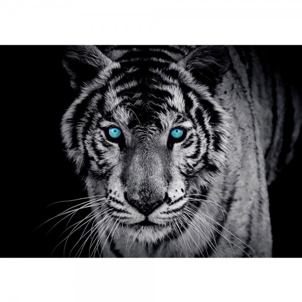 Fototapete Tiere Tapete Tiger Gesicht Auge blau schwarz-weiß blau | no. 426