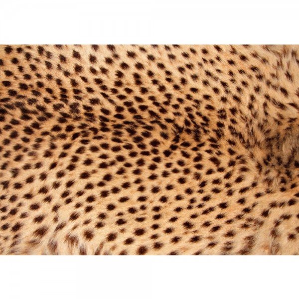Fototapete Tiere Tapete Leopard Tier Braun Natur braun | no. 181