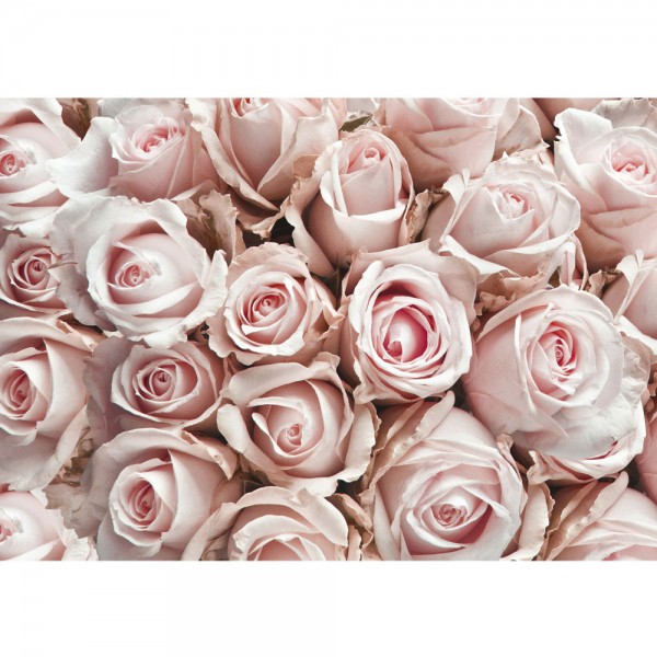Fototapete Blumen Tapete Blumen Rose Blüten Natur Liebe Love Blüte Weiß rosa | no. 189