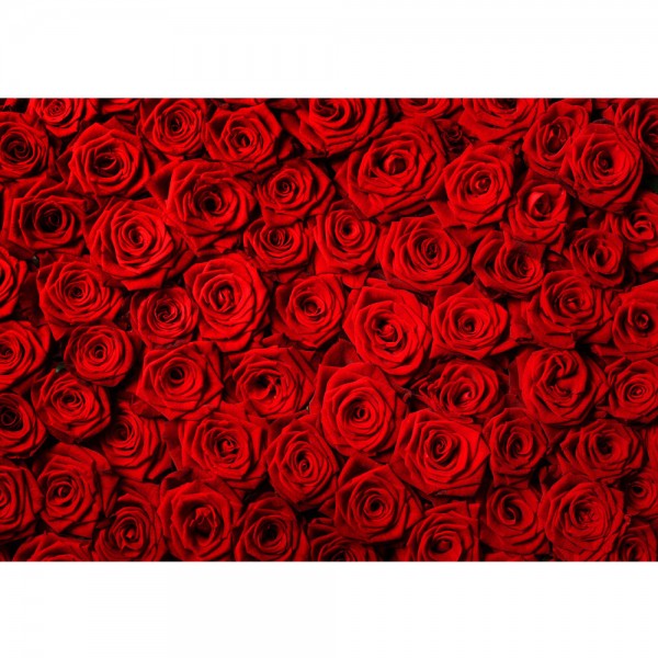 Fototapete Blumen Tapete Blumen Rose Blüten Natur Liebe Love Blüte Rot rosa | no. 190