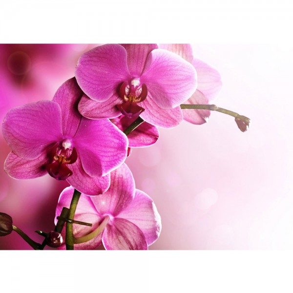 Fototapete Pink Orchid Ornamente Tapete Orchidee Blumen Blumenranke Rosa Pink Natur Pflanzen pink | no. 99