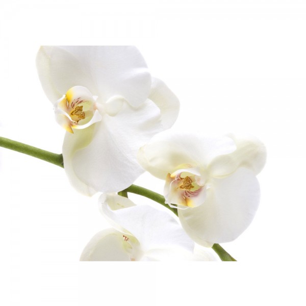 Fototapete Berge Tapete Orchidee Blumen Blumenranke Weiß Natur Pflanzen Abstrakt grau | no. 201