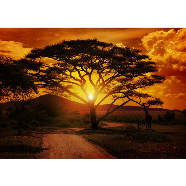 Fototapete African Sunset Sonnenuntergang Tapete Sonnenaufgang Afrika Steppe Giraffe Orange Safari orange | no. 59