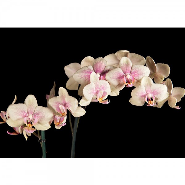 Fototapete Creamy Orchid Ornamente Tapete Orchidee Blumen Blumenranke Rosa Pink Natur Pflanzen rosa | no. 104