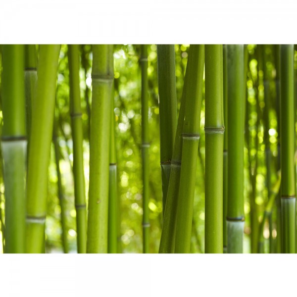 Fototapete Dream of Bamboo Bambus Tapete Wald Urwald Jungle Dschungel Natur tropisch grün | no. 71