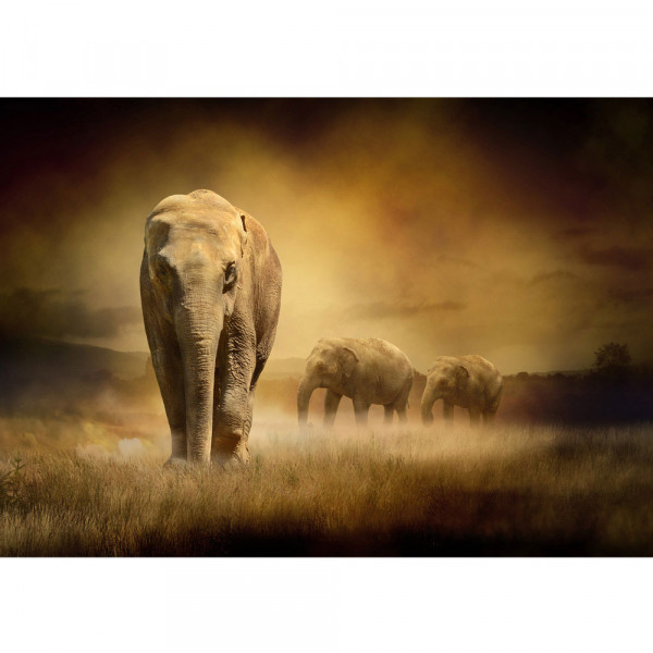 Fototapete African Savanna Afrika Tapete Afrika Savanne Elefant Elefanten Gras Landschaft braun | no. 11